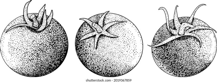 Hand drawn tomato. Set sketches with tomatoes. Vector illustration isolated on white background. Realism vegetable.