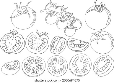 Hand drawn tomato. Set sketches with tomatoes. Vector illustration isolated on white background. Realism vegetable. Colored pages