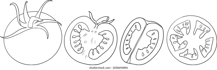 Hand drawn tomato. Set sketches with tomatoes. Vector illustration isolated on white background. Realism vegetable. Colored pages