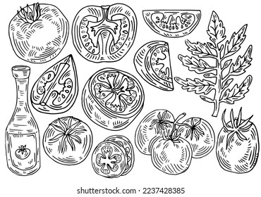 Hand drawn tomato set. Tomatoes, slices, halves, cherry tomatoes and bunch isolated on white background. Outline ink slyle sketch. Vector coloring illustration.