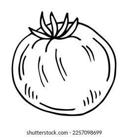 Hand drawn tomato in sketch style. Doodle vector illustration