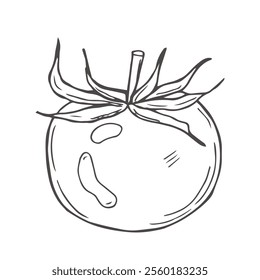 Hand drawn tomato sketch in vector