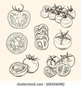 hand drawn tomato vector