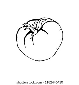 Hand drawn tomato. Vector illustration.