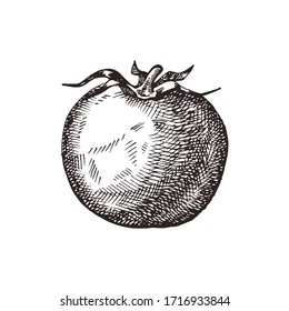 Hand drawn tomato. Vector illustration for restaurant menu design, farmers market and organic food store