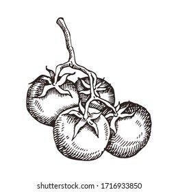 Tomate dibujado a mano. Ilustración de vectores para el diseño de los menús de los restaurantes, el mercado de los agricultores y la tienda de alimentos orgánicos