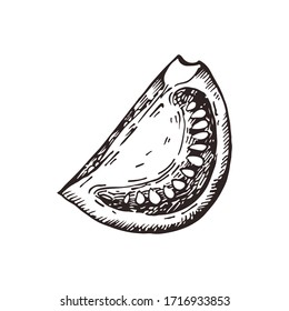 Hand drawn tomato. Vector illustration for restaurant menu design, farmers market and organic food store
