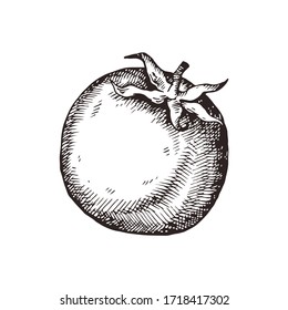 Hand drawn tomato. Vector illustration for restaurant menu design, farmers market and organic food store