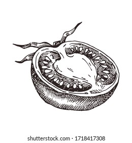 Hand drawn tomato. Vector illustration for restaurant menu design, farmers market and organic food store