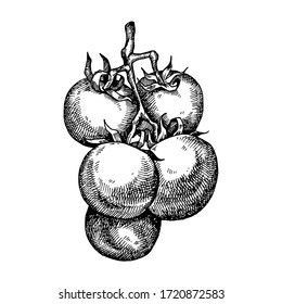 Tomate dibujado a mano. Ilustración de vectores para el diseño de los menús de los restaurantes, el mercado de los agricultores y la tienda de alimentos orgánicos
