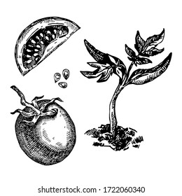 Tomate dibujado a mano. Ilustración de vectores para el diseño de los menús de los restaurantes, el mercado de los agricultores y la tienda de alimentos orgánicos