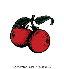 hand drawn tomato vegetable fruit 03