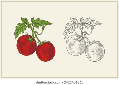 hand drawn tomato in vintage style