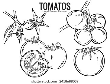 Hand drawn tomatoes. black ink line art white background. whole tomatoes, flowers, plants, and cut. line design elements. food. beauty, packaging design. agriculture