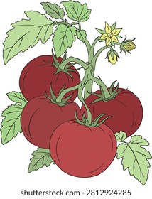 Hand drawn tomatoes bunch vector. Fresh organic red vegetables on branch with green foliage and yellow blossoms, garden harvest design element isolated.
