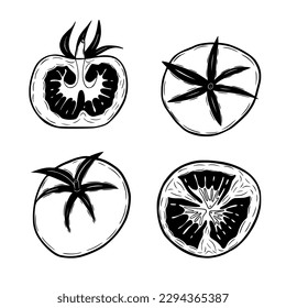 Colección de tomates dibujados a mano aislada en fondo blanco. Ilustración vectorial.