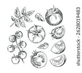  Hand Drawn Tomatoes Illustrations with Leaf 