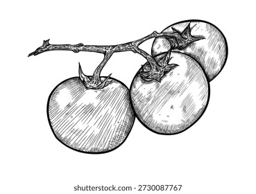  Tomates desenhados à mão no ramo, esboço vetor