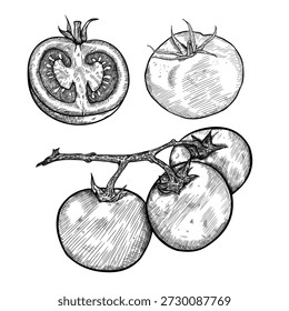  Tomates desenhados à mão no ramo, esboço vetor