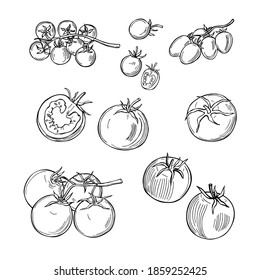 Tomates dibujados a mano sobre fondo blanco. Ilustración de esbozo del vector. 