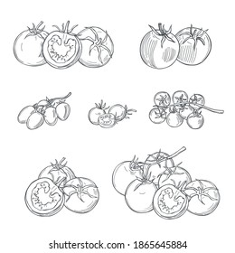 Hand drawn tomatoes on white background. Vector sketch  illustration. 