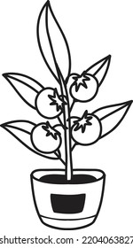 Hand Drawn Tomatoes planted in pots illustration isolated on background