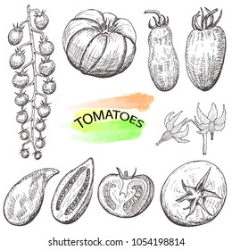 Hand drawn tomatoes set isolated on white background.Vintage food sketch, engraved style vector illustration.