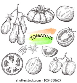 Hand drawn tomatoes set isolated on white background.Vintage food sketch, engraved style vector illustration.