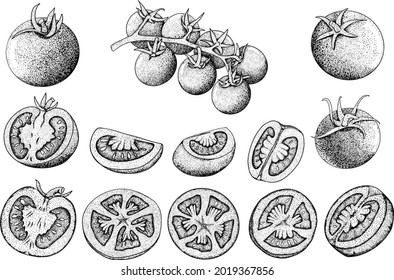 Hand drawn tomatoes. Set sketches with cut, slice and  branch of tomatoes. Vector illustration isolated on white background. Realism vegetable.