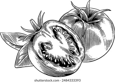 Hand drawn Tomatoes Sketch Illustration