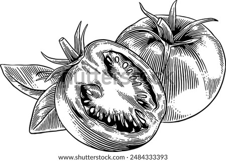 Hand drawn Tomatoes Sketch Illustration