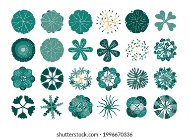 hand drawn top view tree isolated on white background.