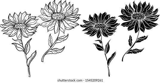Hand drawn topical flower isolate and silhouette on white background.privileged flower or Daisy flower black and white coloring book.