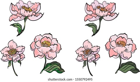 Hand drawn topical flower isolate and colorful on white background.Japanese peony flower coloring book.