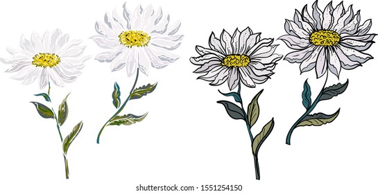 Hand drawn topical flower isolate and colorful on white background.privileged flower or Daisy flower black and white coloring book.