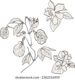 Hand drawn topical flower isolate and colorful on white background.coloring books Pelargonium graveolens flower.Hibiscus flower tattoo and coloring books.