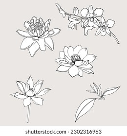 Hand drawn topical flower isolate and colorful on white background.coloring books Pelargonium graveolens flower.Orchids, lotus flowers and hibiscus flowers.
