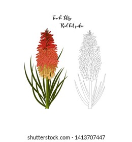 hand drawn torch lilly or red hot poker,australia native plant in color and black outline