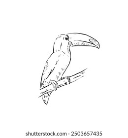 A hand drawn toucan in black and white line. The toucan is facing right side profile and sits on a branch. Vector of a exotic bird.