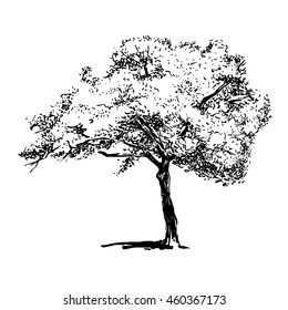 Hand drawn tree