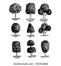 Hand drawn tree