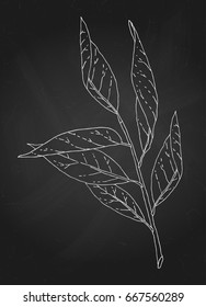 Hand drawn tree branch chalk outline sketch. Vector nature illustration in white over black chalkboard.