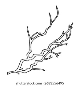 Hand drawn tree branch. Christmas decor. Vector illustration. 