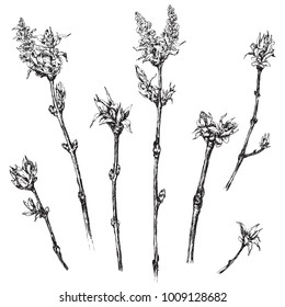 Hand drawn tree branch with small young leaves. Springtime theme illustration. Vector sketch.
