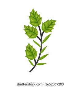 Ramas de árbol dibujadas a mano Láminas verdes Vector