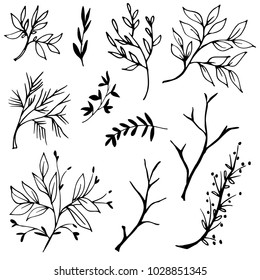 Hand drawn tree branches with leaves and buds. Graphic botanical illustration. Vector image.