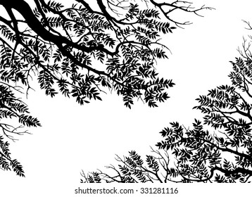 Hand drawn tree and branches silhouette. Detailed vector illustration.