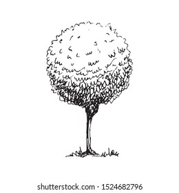 Hand Drawn tree doodle. Sketch style icon. Decoration element. Isolated on white background. Flat design. Vector illustration.