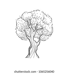 Hand drawn tree illustration