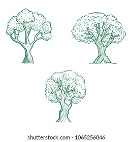 Hand drawn tree illustration